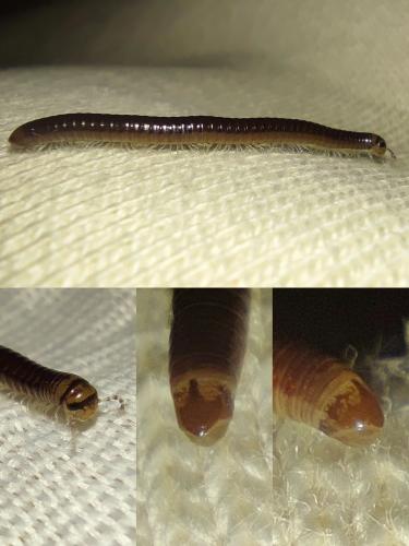 Cylindroiulus sp.
